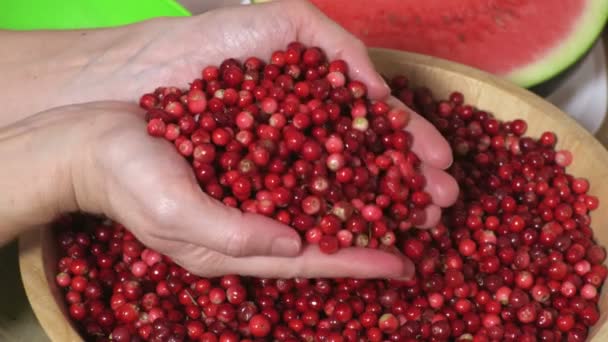 Crudo Mirtilli Rossi Biologici Appena Raccolti Nelle Mani Della Donna — Video Stock