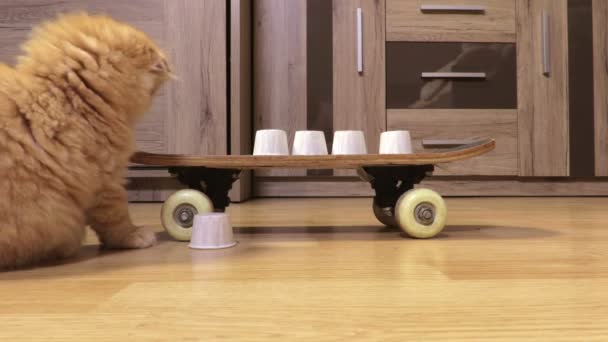 Grappig Kitten Spelen Met Kleine Kartonnen Kommen Thuis — Stockvideo
