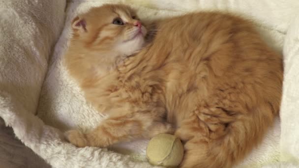 愛らしいスコティッシュ フォールド子猫が眠り始める — ストック動画