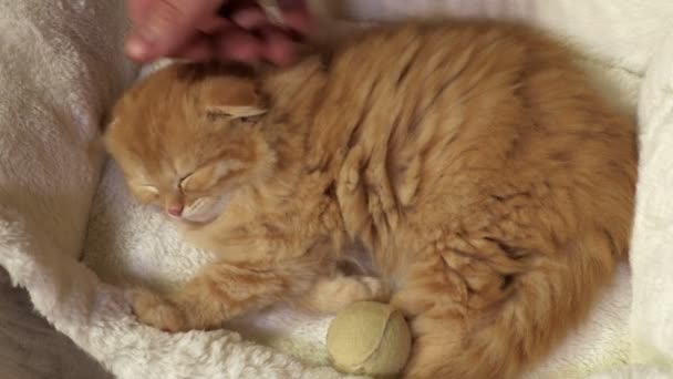 Adam Uyuyan Skoç Kedi Yavrusuna Sarılıyor — Stok video
