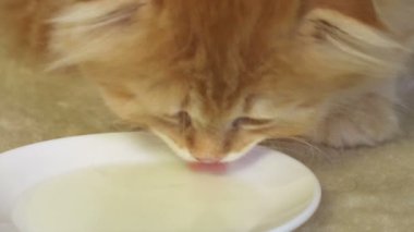 İskoç kedi yavrusu yerde besleniyor. Yakından.