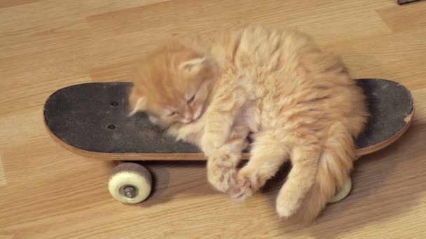 Söt Skotsk Fold Kattunge Sover Skateboard — Stockvideo