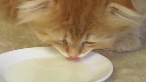 苏格兰人在地板上喂食小猫咪 — 图库视频影像
