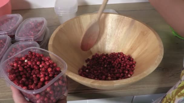 Top View Woman Sorting Raw Cranberries Orgânicos Recém Colhidos — Vídeo de Stock