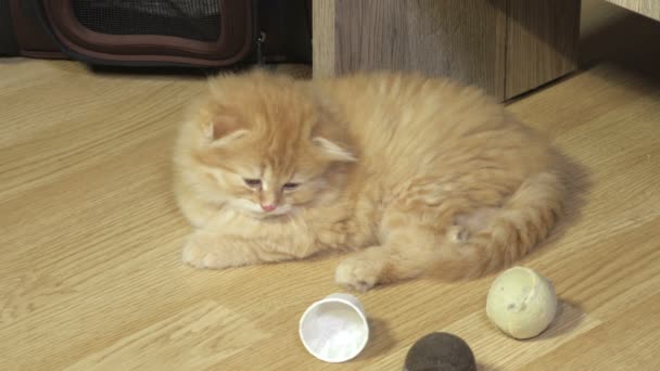 Tired Scottish Fold Kitten Relaxing Floor — Stockvideo