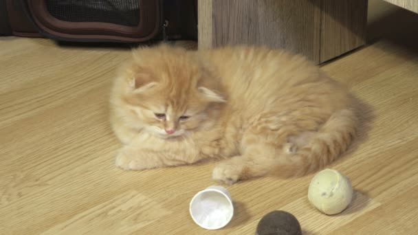 Cansado Escocés Pliegue Gatito Relajante Suelo — Vídeos de Stock