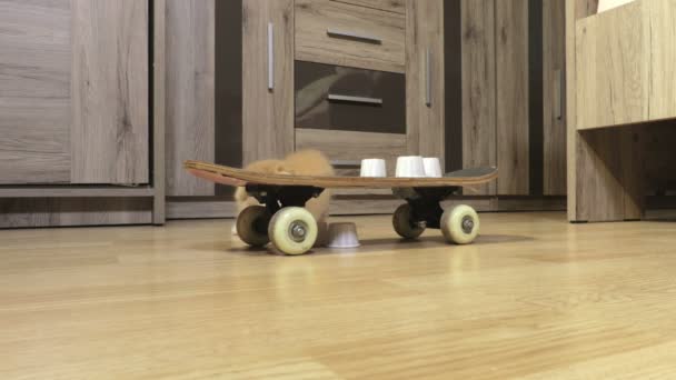 Niedliche Schottische Faltkätzchen Spielen Mit Kleinen Kartonschalen Skateboard — Stockvideo