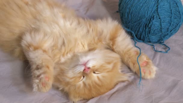 Lustige Kätzchen Schlafen Aus Nächster Nähe — Stockvideo