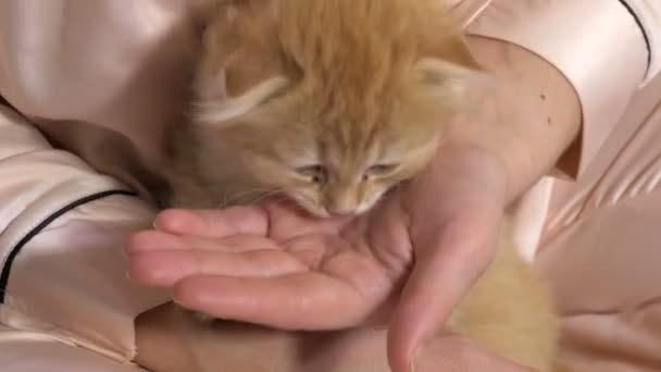 Vrouw Voeden Schotse Vouw Kitten — Stockvideo