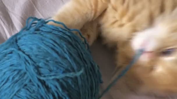 Смешной Котёнок Играет Шерстяным Мячом — стоковое видео