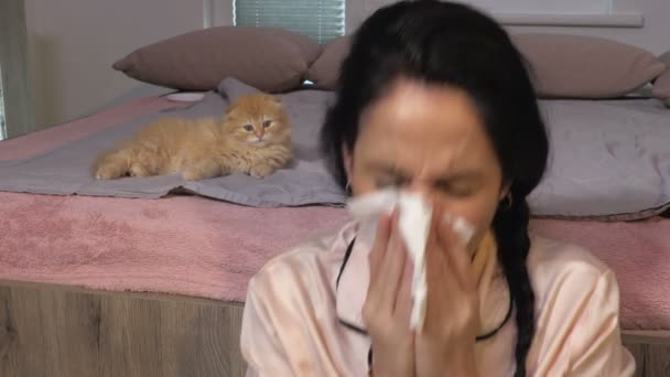 Смешной Котёнок Пытается Помочь Женщине Аллергией — стоковое видео