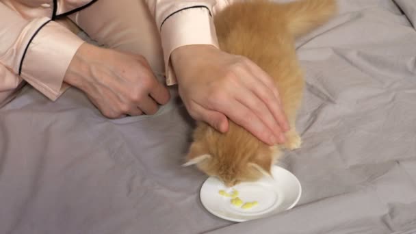 Woman Feeding Scottish Fold Kitten Bed — Stock Video