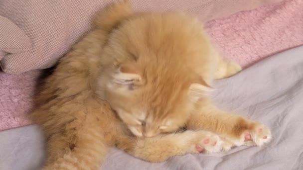 Schotse Vouw Kitten Dagelijkse Routine — Stockvideo