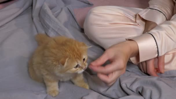Skoç Kedi Yavrusu Yatakta Bir Kadının Yanında Yemek Yiyor — Stok video
