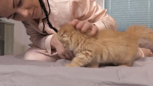 女性は寝室で彼女の小さな子猫を愛撫し 抱きしめる — ストック動画