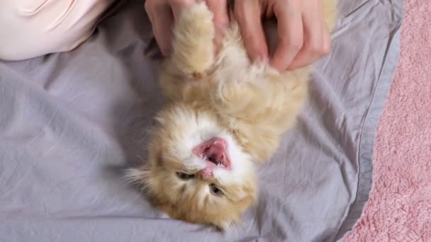 Vrouw Spelen Met Grappig Kitten Bed Close — Stockvideo