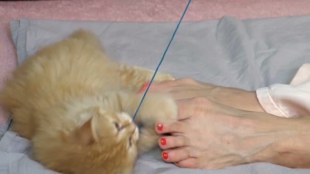 女はベッドで彼女の猫と遊ぶ — ストック動画