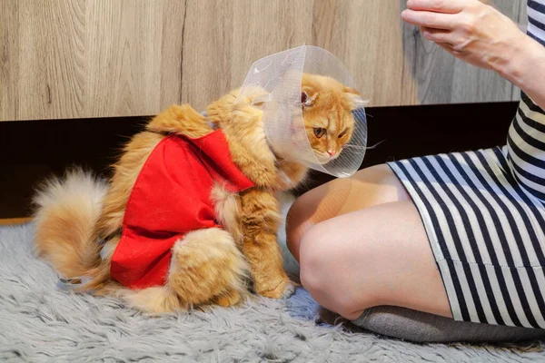 Woman Cat Cone Collar Professional Recovery Suit Abdominal Wounds — Stock Photo, Image