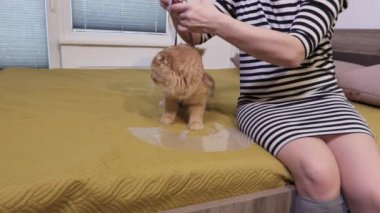 Kadın, karın yaraları için Kedi Profesyonel İyileştirme Giysisi tamir ediyor.