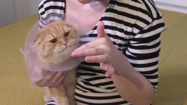 Donna Che Tiene Nutre Gatto Con Colletto Cono Tuta Recupero — Video Stock