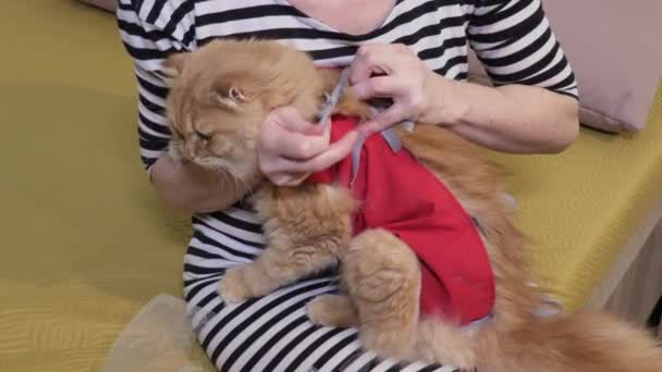 Wanita Memegang Kucing Dalam Baju Pemulihan Profesional Untuk Luka Perut — Stok Video