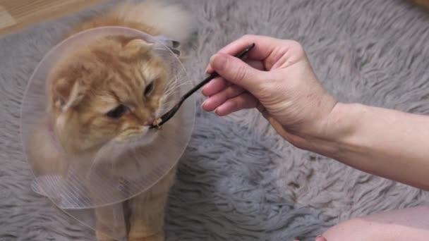 女ヘルプ供給病気猫とともにコーンカラー — ストック動画