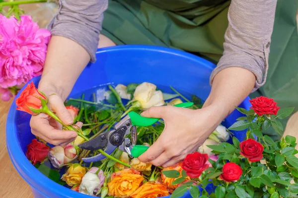 Manos Mujer Con Tijeras Jardinería Cortando Rosa Tazón Agua — Foto de Stock