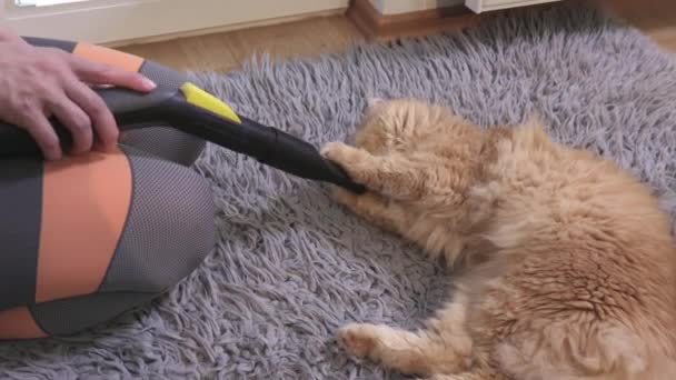 Γυναίκα Που Καθαρίζει Τρίχες Γάτας Στο Χαλί — Αρχείο Βίντεο
