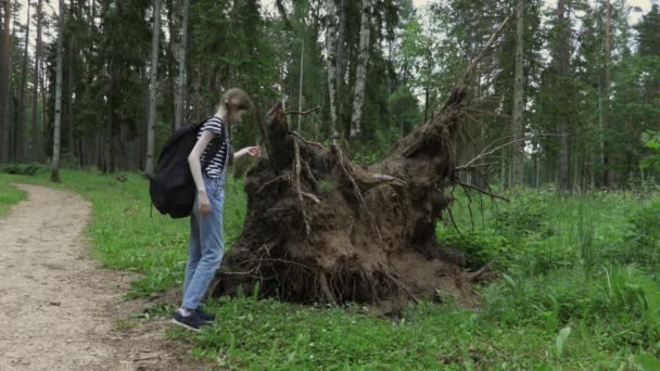 Child Explore Fallen Tree Forest — Stock Video