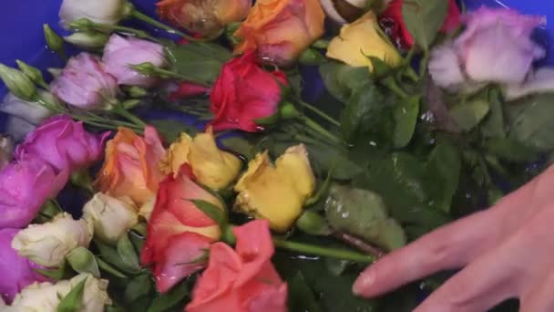 Žena Třídění Růží Misce Vody Zblízka — Stock video