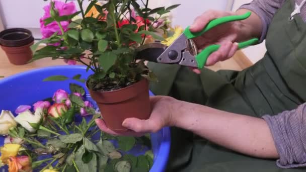 Frau Mit Gartenschere Untersucht Blume — Stockvideo