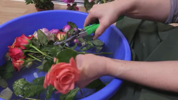 Frau Setzt Gartenschere Zum Rosenschnitt Ein — Stockvideo