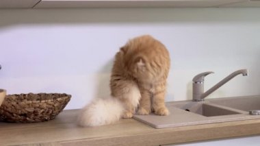 Tekir kedi mutfak atölyesinde oturuyor.