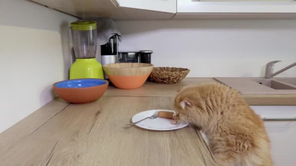 Domowy Kot Kradnie Kiełbasę Stołu — Wideo stockowe