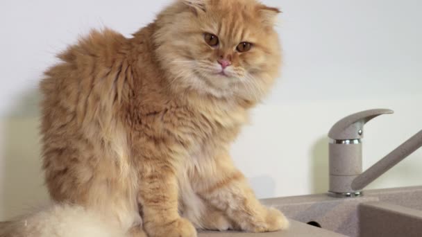 Ginger Cat Sitting Kitchen Worktop Watching Camera — Stock Video