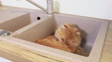 Kızıl kedi mutfak lavabosunda yatıyor.