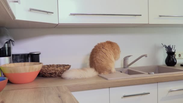 Katze Küche Leckt Sich Selbst — Stockvideo