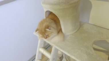 Kedi, çöp kutusunu nasıl temizlediğini izliyor.