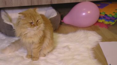 Tembel kızıl kedi halıda  