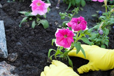 Sarı lastik eldiven elinde pembe bir petunya çiçek bir fidan tutun, doğal taş, yeşil çim yaz ev güneşli bir gün bahar geri kalan güzellik bir yatak bir arka plan üzerinde dikim gevşeme iş yere, bahar