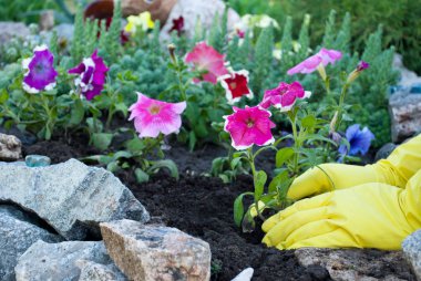 Sarı lastik eldiven elinde pembe bir petunya çiçek bir fidan tutun, doğal taş, yeşil çim yaz ev güneşli bir gün bahar geri kalan güzellik bir yatak bir arka plan üzerinde dikim gevşeme iş yere, bahar