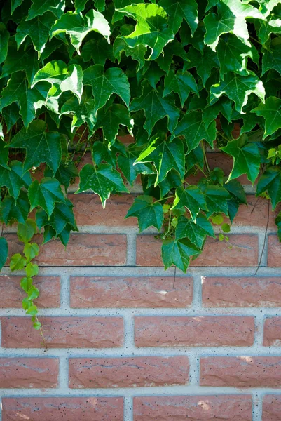 Ivy Güneşli Bir Günde Bir Tuğla Duvara Tırmanma Bir Bitkinin — Stok fotoğraf