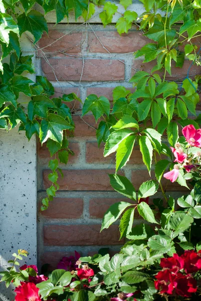绿色的叶子的葡萄的背景上的红砖墙 和红色野玫瑰的花朵 在阳光明媚的日子 春天的小屋休息美丽 — 图库照片