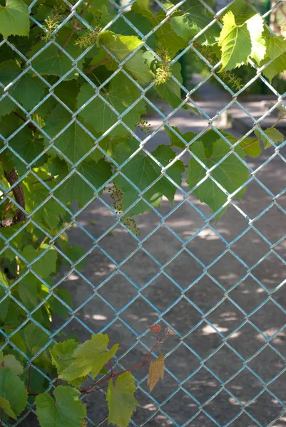 Yeşil Bahçe Yabani Üzüm Mavi Metal Çit Çit Demirden Çimento — Stok fotoğraf