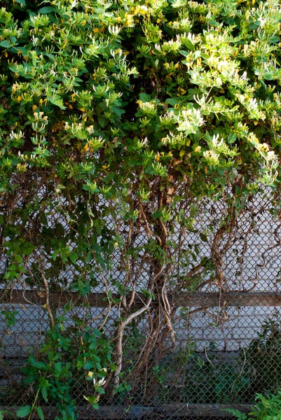 Large Green Bush Tree Green Leaves Gray Stone Brick Wall — Stock Photo, Image