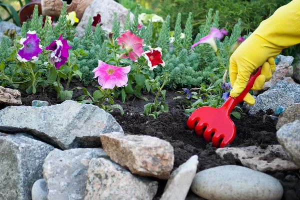 Doğal taş, Petunya çiçek, yeşil çim güneşli bir gün bahar geri kalan güzellik bir yatak karşı dikim çiçek gevşeme sarı lastik eldiven, zemin tarama, bahar çalışmaların ellerinde kırmızı plastik kesintiler