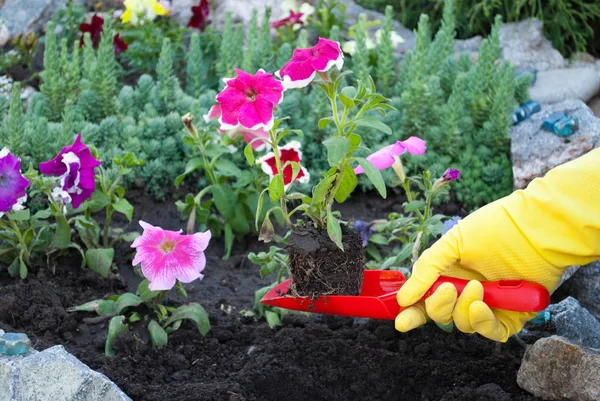 Red plastic shovel in the hands in yellow rubber gloves spring work on the ground, loosening planting flowers against the background of a bed of natural stone, flowers of petunia green grass sunny day spring rest beauty