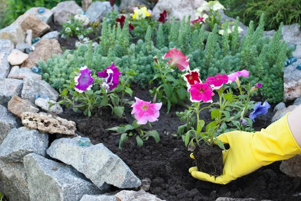Sarı lastik eldiven elinde pembe bir petunya çiçek bir fidan tutun, doğal taş, yeşil çim yaz ev güneşli bir gün bahar geri kalan güzellik bir yatak bir arka plan üzerinde dikim gevşeme iş yere, bahar