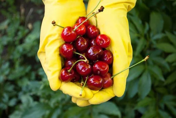 Ripe Red Sweet Cherry Hands Yellow Rubber Gloves Background Green — Stock Photo, Image