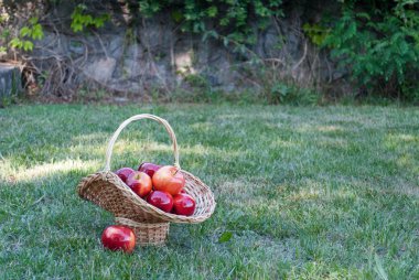 Hasır sepet Vines yeşil çimen, kırmızı olgunlaşmış meyve, hasır saman, arka plan üzerinde kırmızı elma ile dokuma taş çit, tırmanma bitki, yaz tatil manzara natürmort hafta sonu